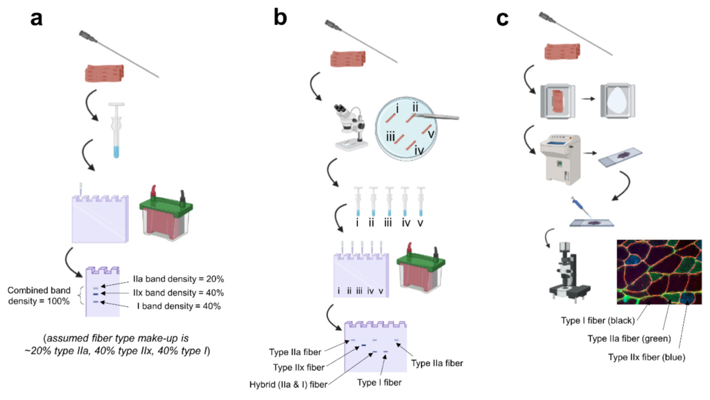 muscle fiber types examples and insights
