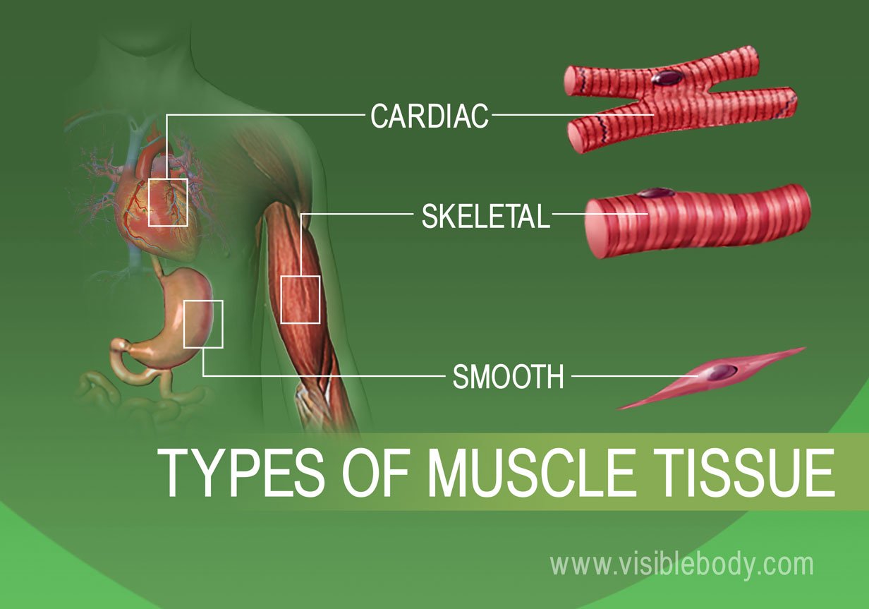 muscle types functions and growth examples