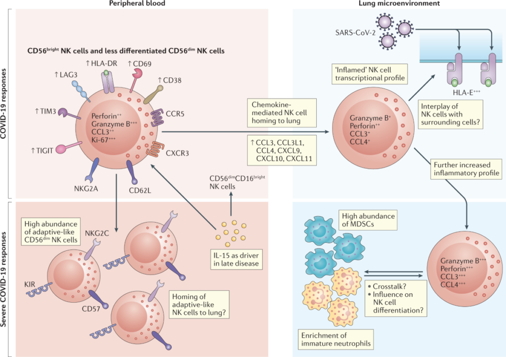 natural killer cells inflammation first line of defense examples