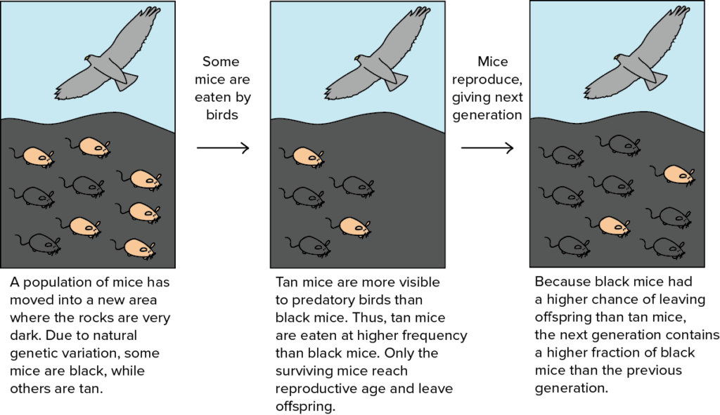 natural selection examples that shape evolution