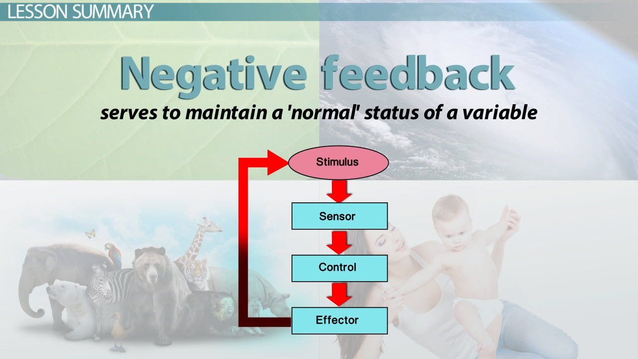 negative feedback loop examples in nature and tech