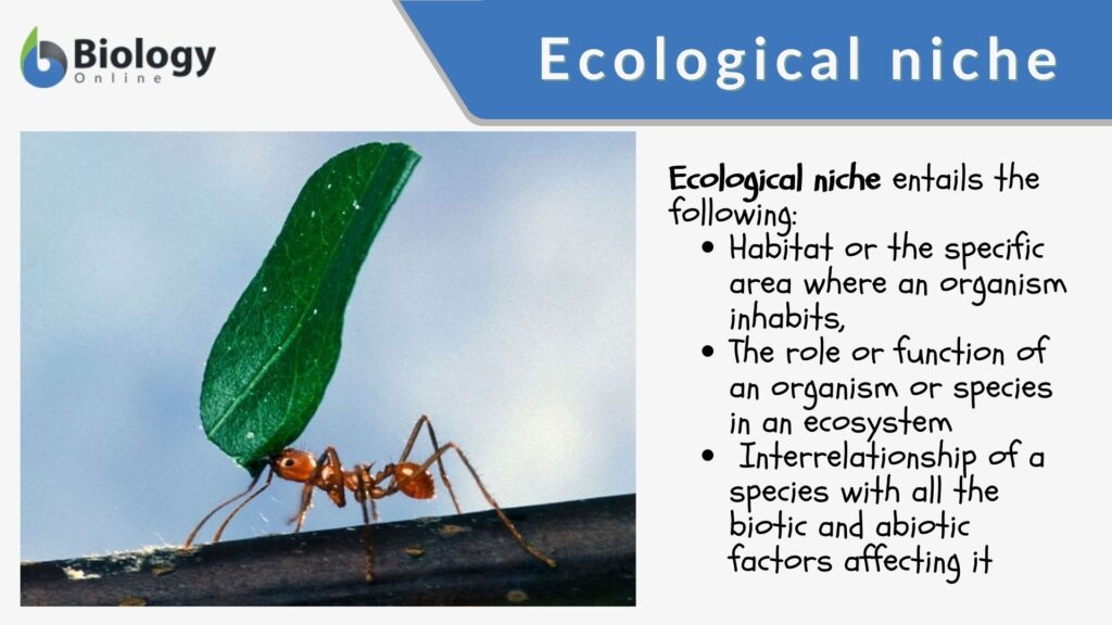 niche examples in biology across ecosystems
