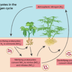 Nitrogen Cycle Examples in Ecosystems and Agriculture nitrogen cycle examples in ecosystems and agriculture