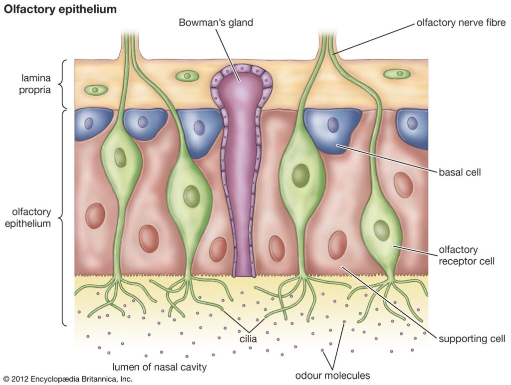 olfactory receptors examples of chemoreceptors explained