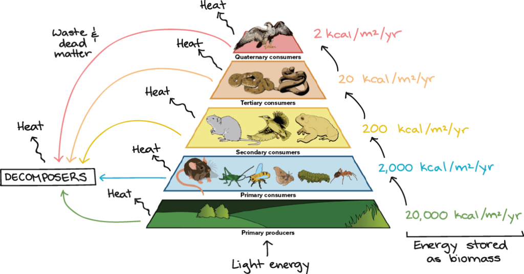 ordering organisms examples of population community and ecosystem