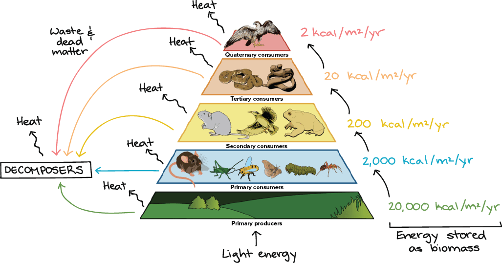 ordering organisms examples of population community and ecosystem