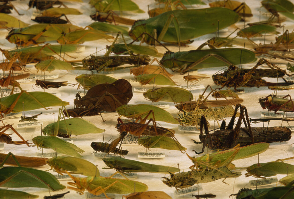 organism examples that showcase earths biodiversity