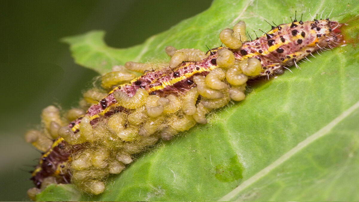 parasitism examples in nature and their impact