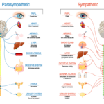 Parasympathetic Nervous System: Key Functions parasympathetic nervous system key functions