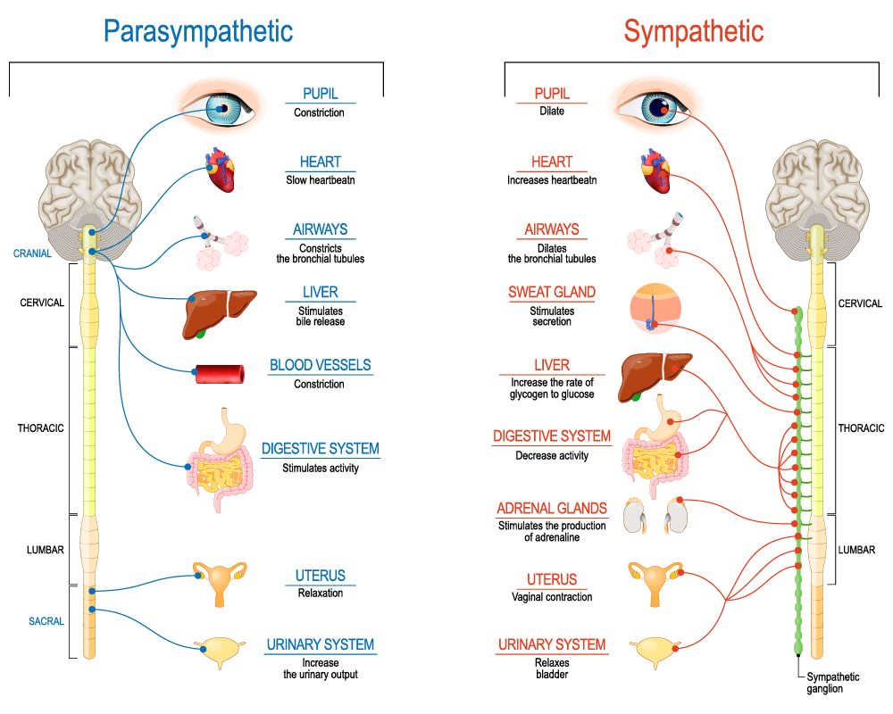 parasympathetic nervous system key functions