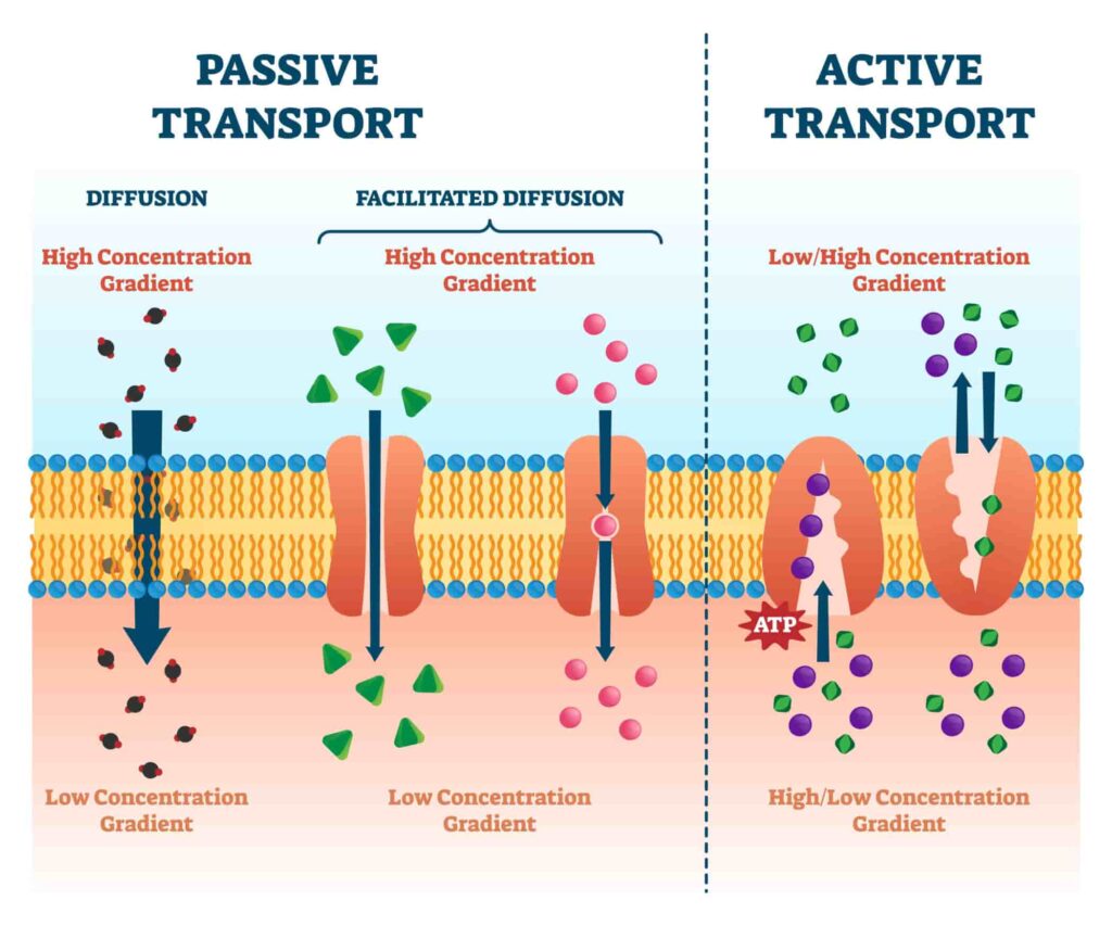 passive transport examples in cellular processes