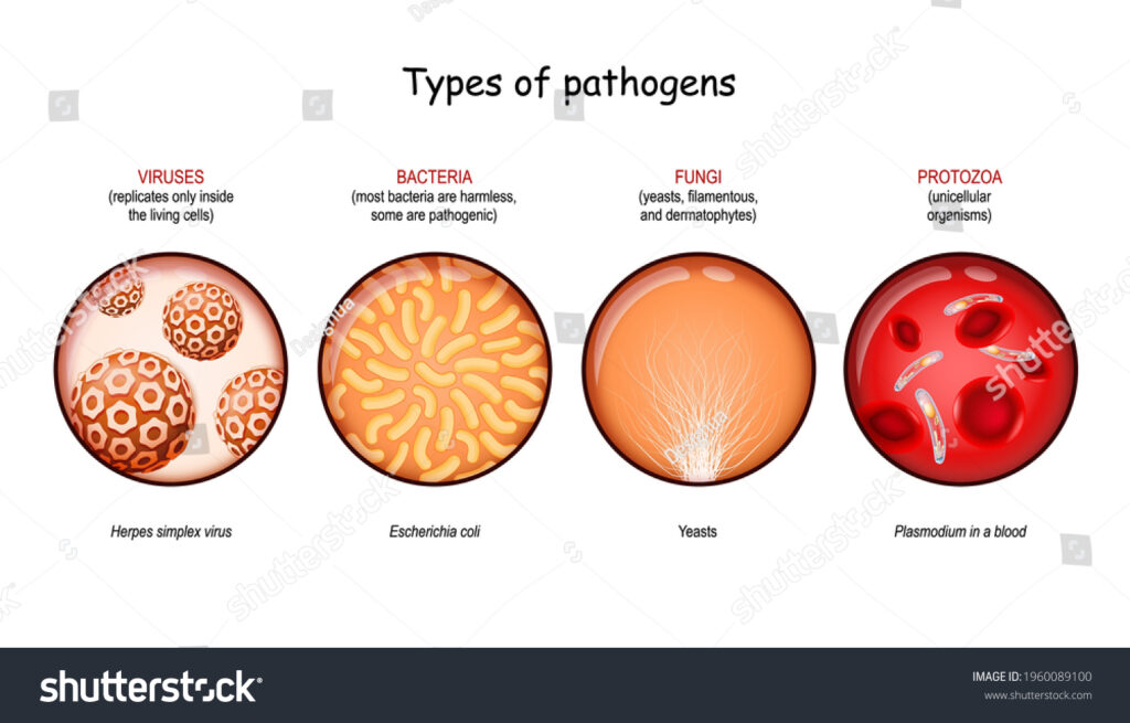 pathogen examples bacteria viruses fungi and parasites