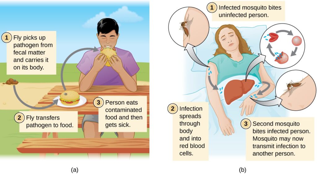 pathogen movement between hosts key examples