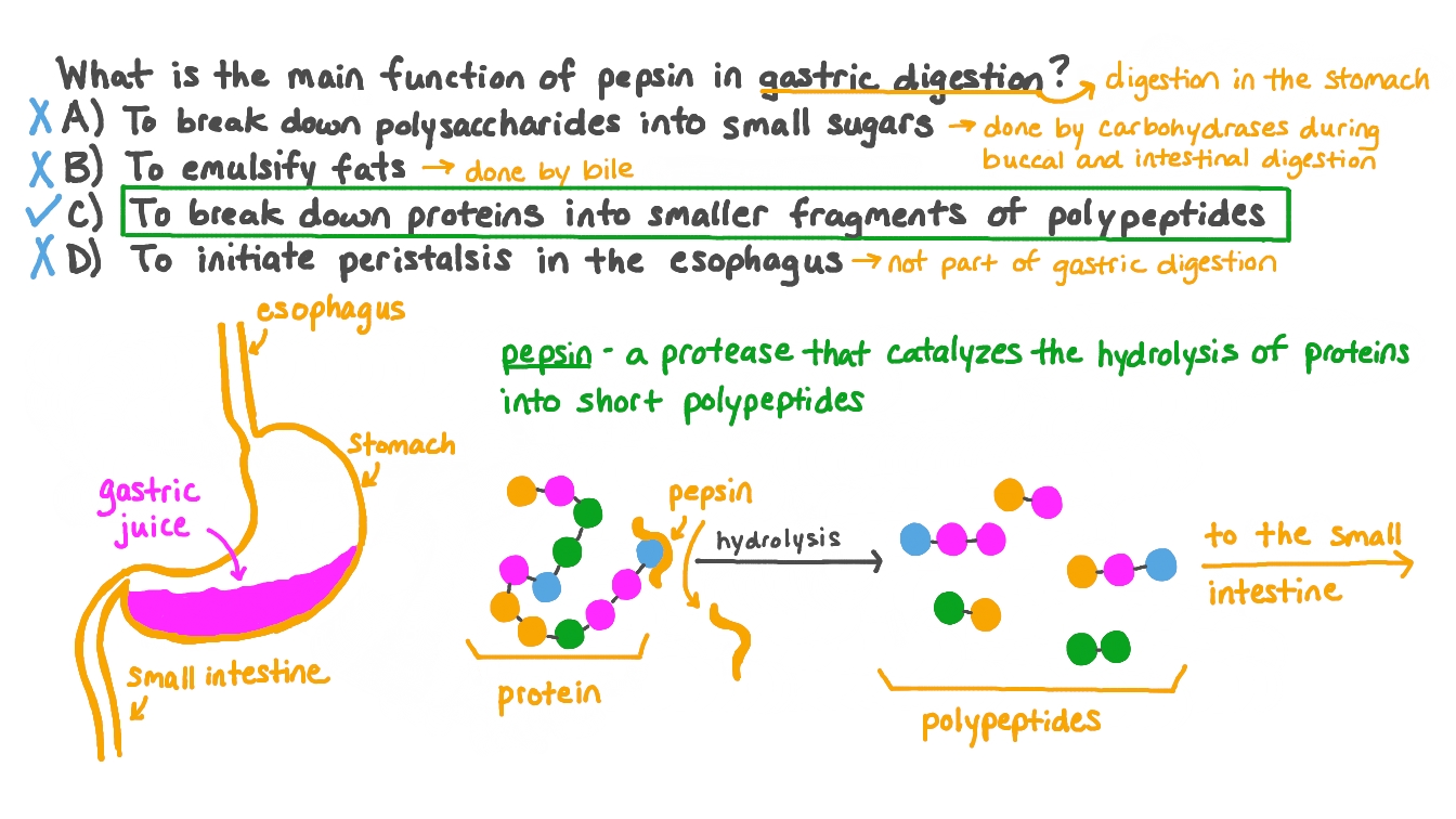 pepsin key examples and roles in protein digestion