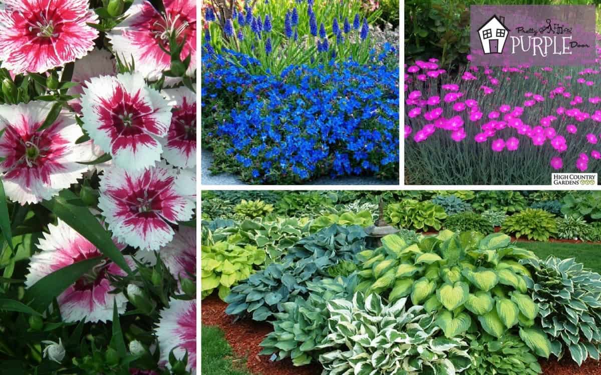 perennial plants with names for every garden style