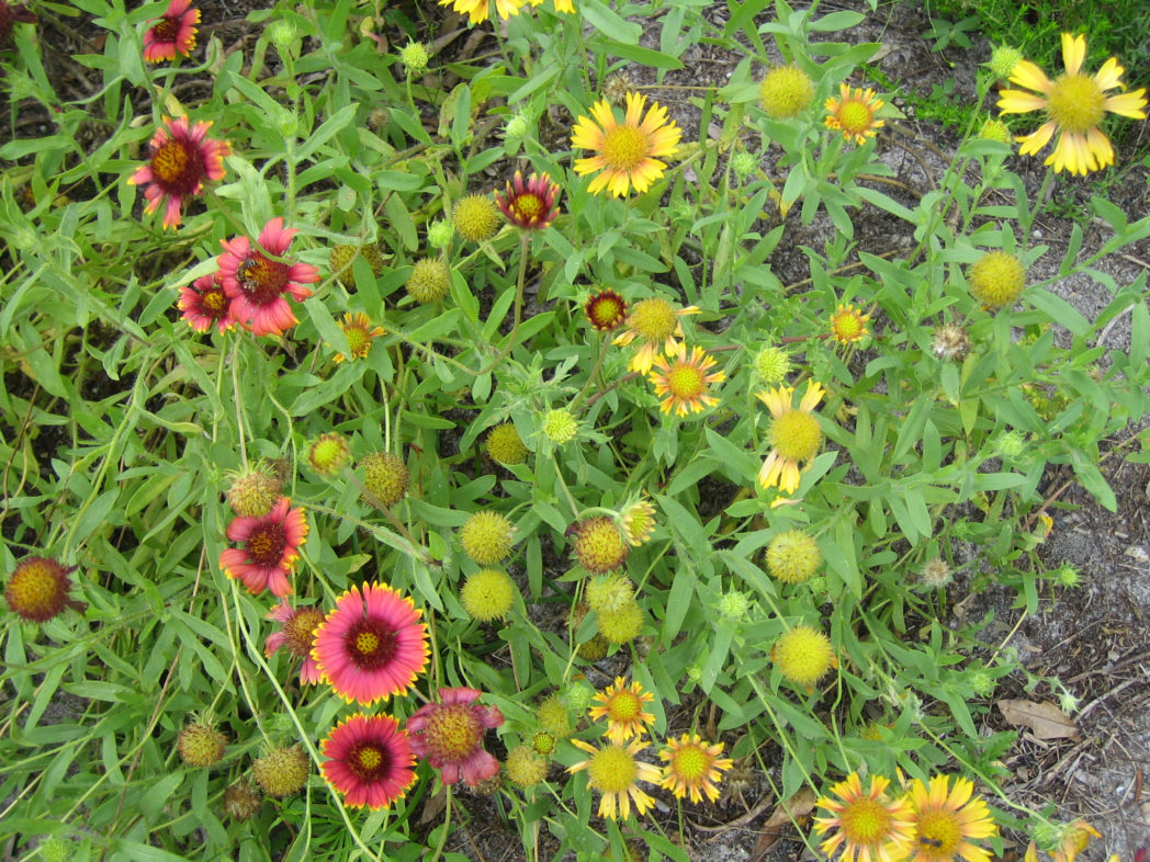 plant height leaf shape and flower color variations