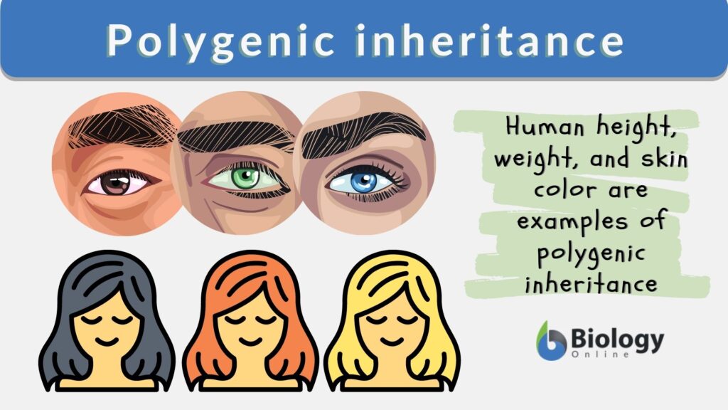 polygenic inheritance examples and their impact