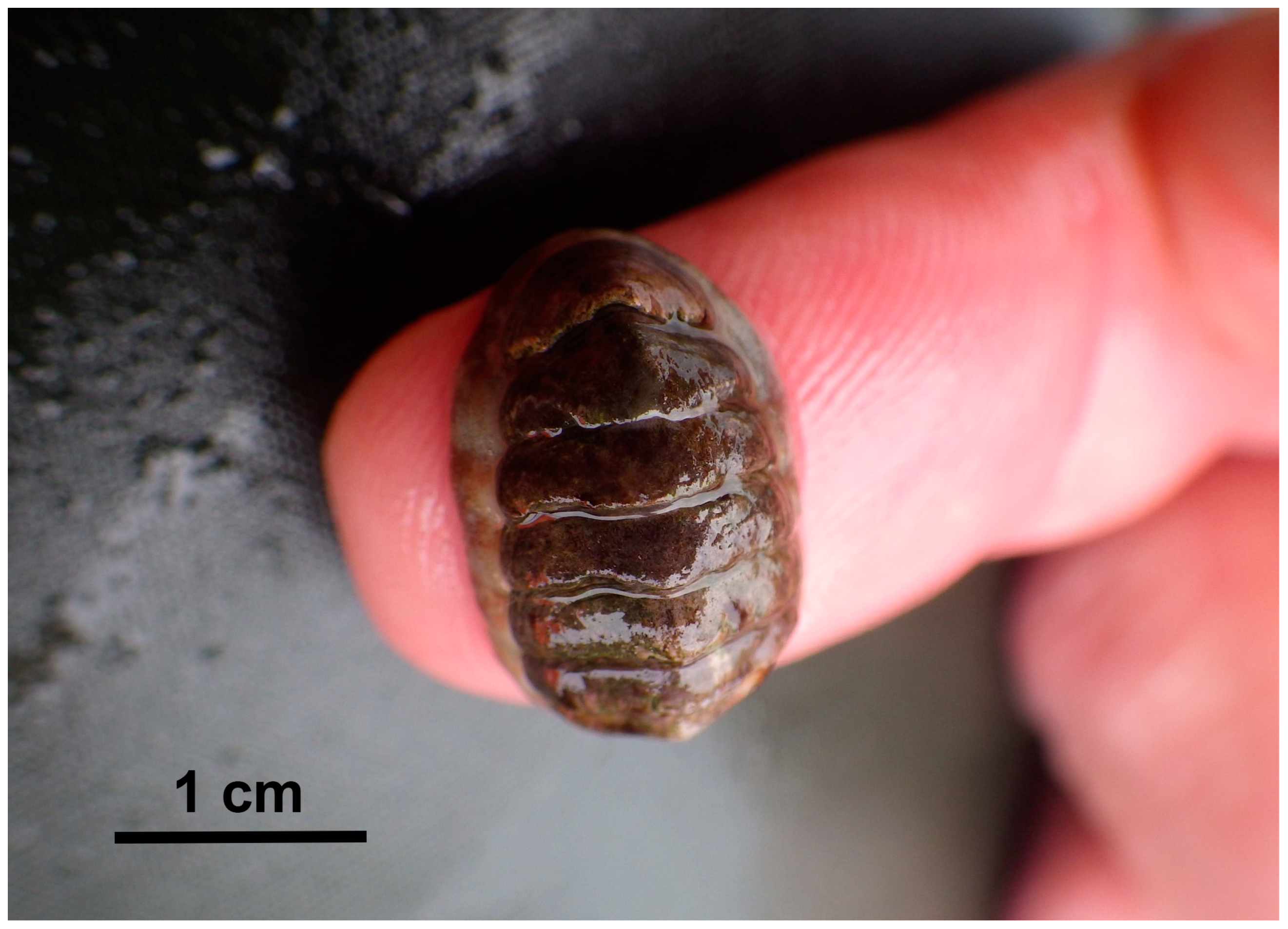 polyplacophora examples and insights