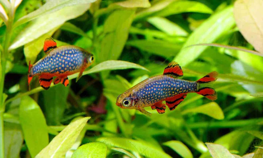 popular types of freshwater aquarium fish today