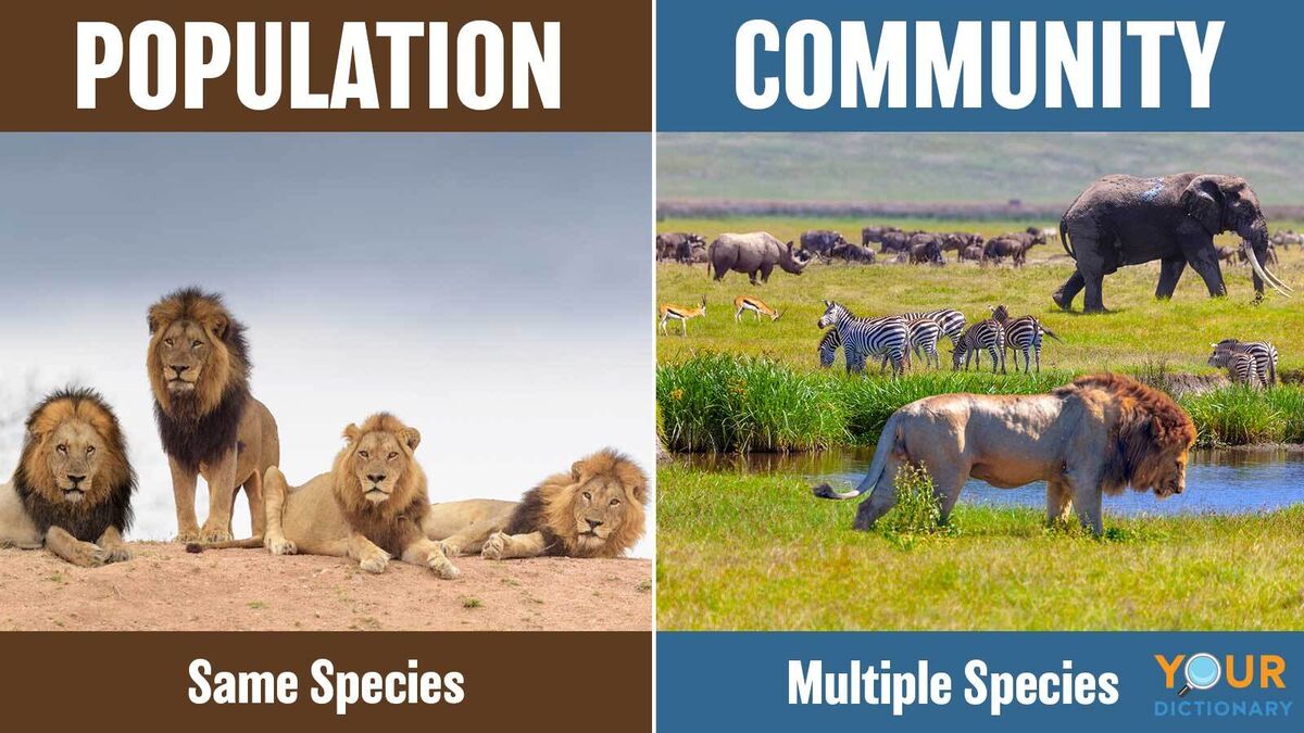 Population Definition In Biology Key Examples