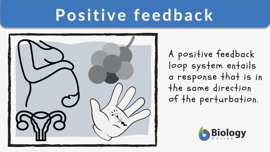 positive feedback examples in biology explained