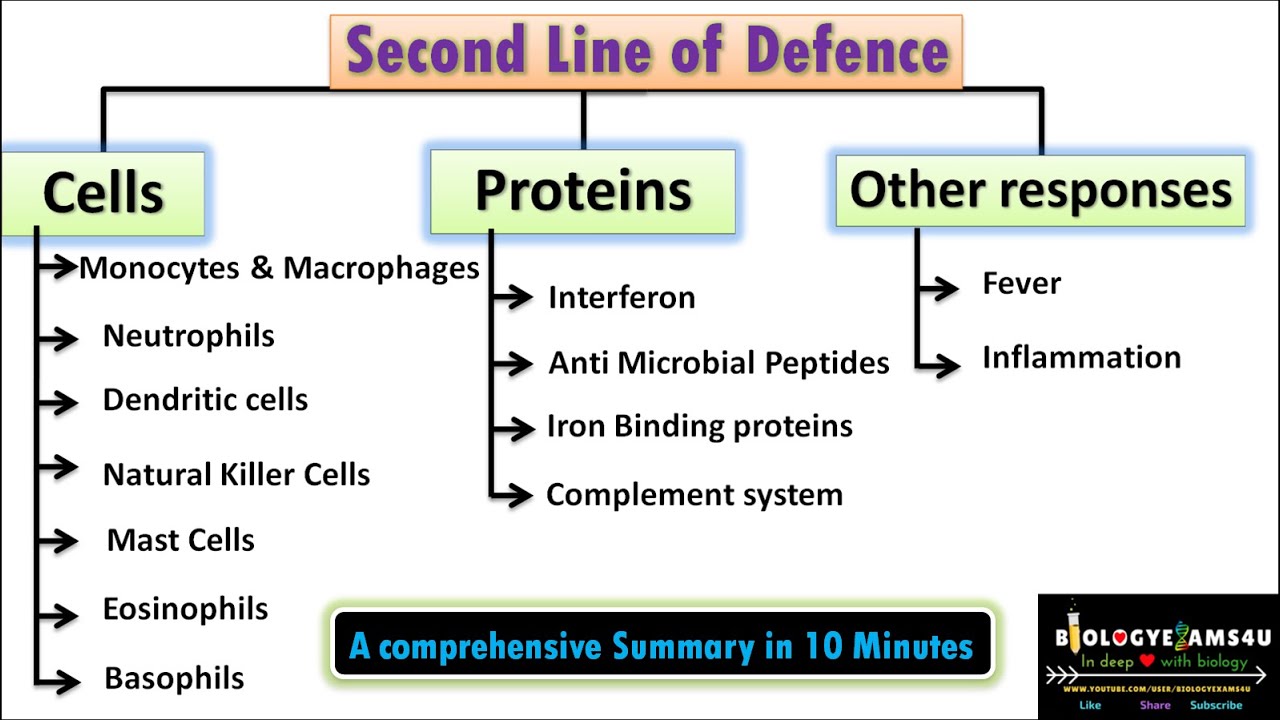 processes in the second line of defense explained