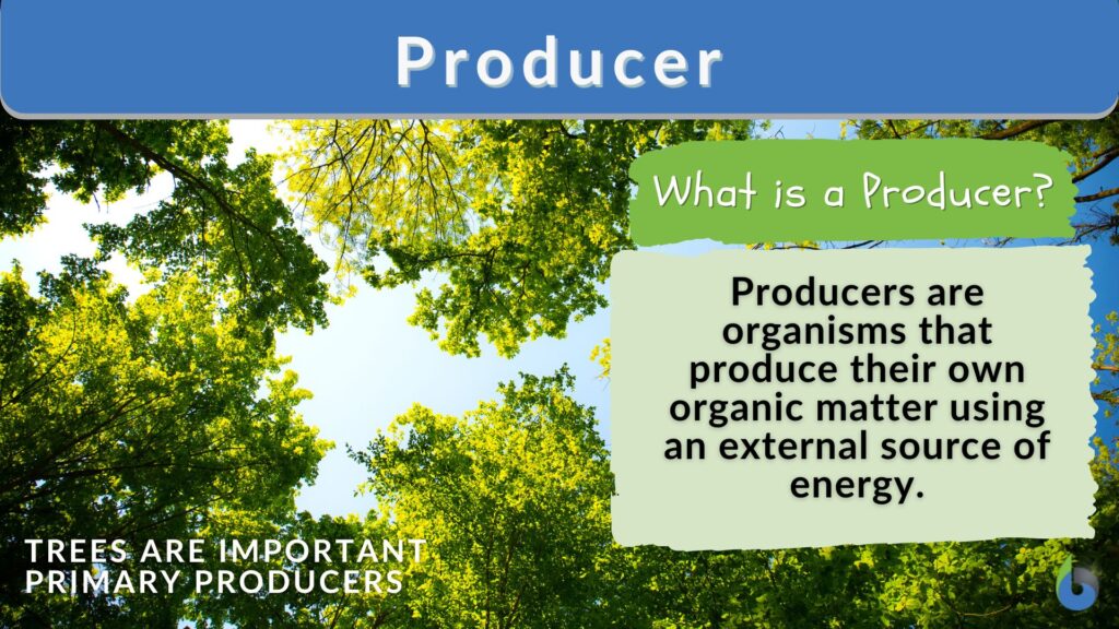 producer definition in biology with key examples