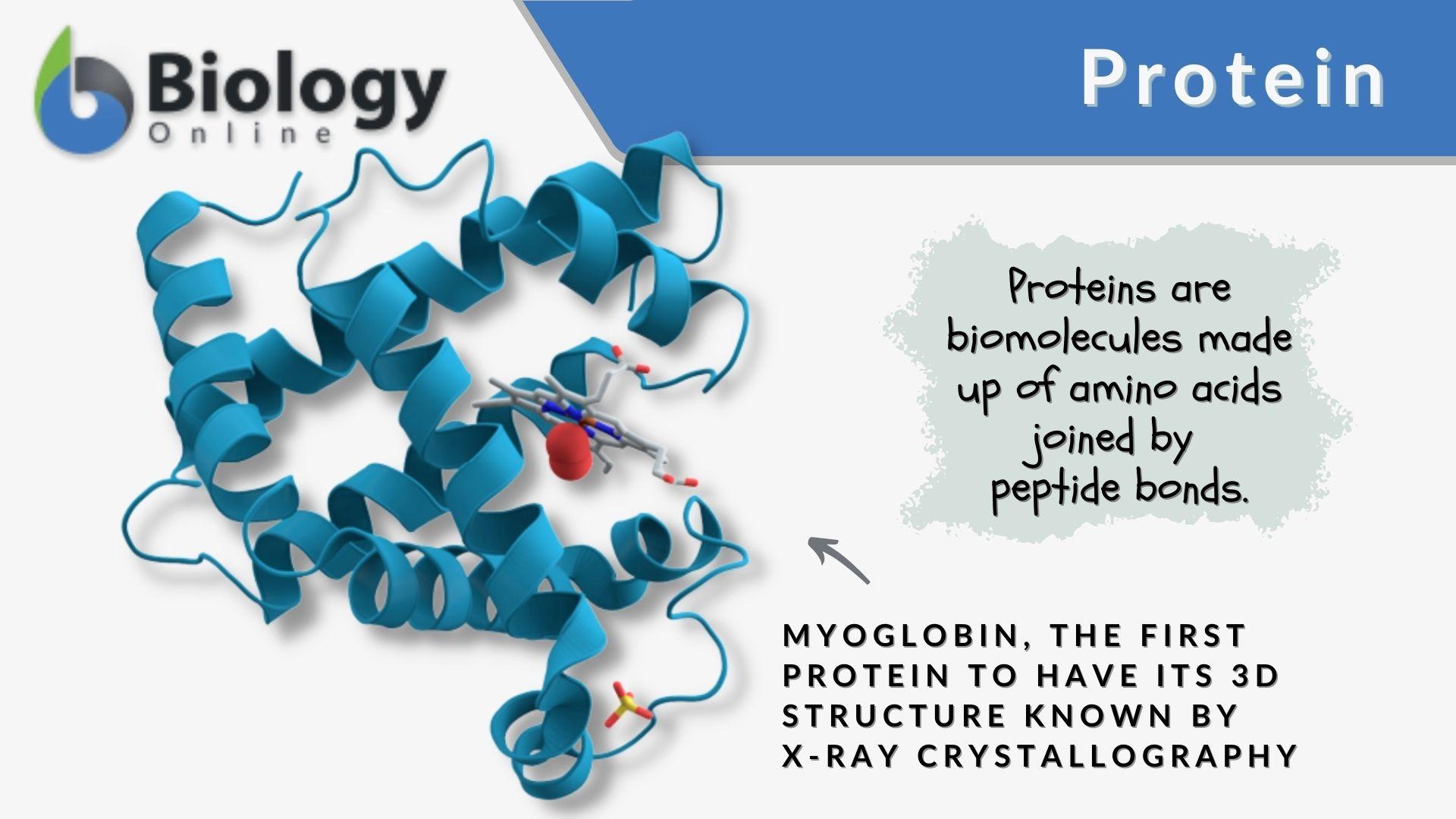 proteins examples in biology and their functions
