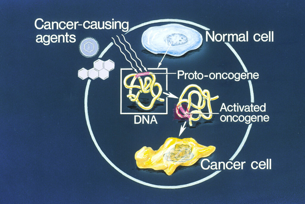 proto oncogenes examples and their role in cancer scaled