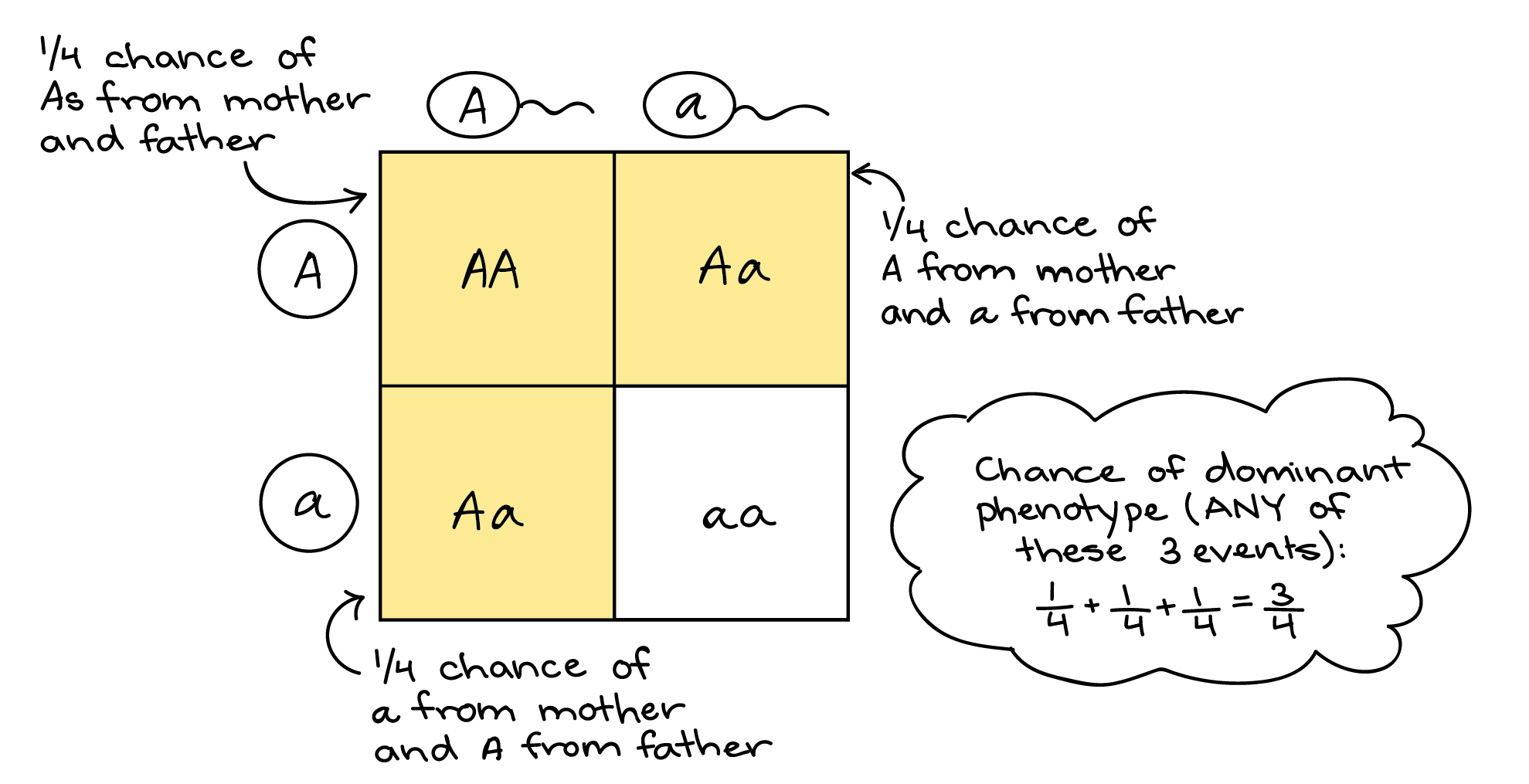 punnett square examples for genetic predictions