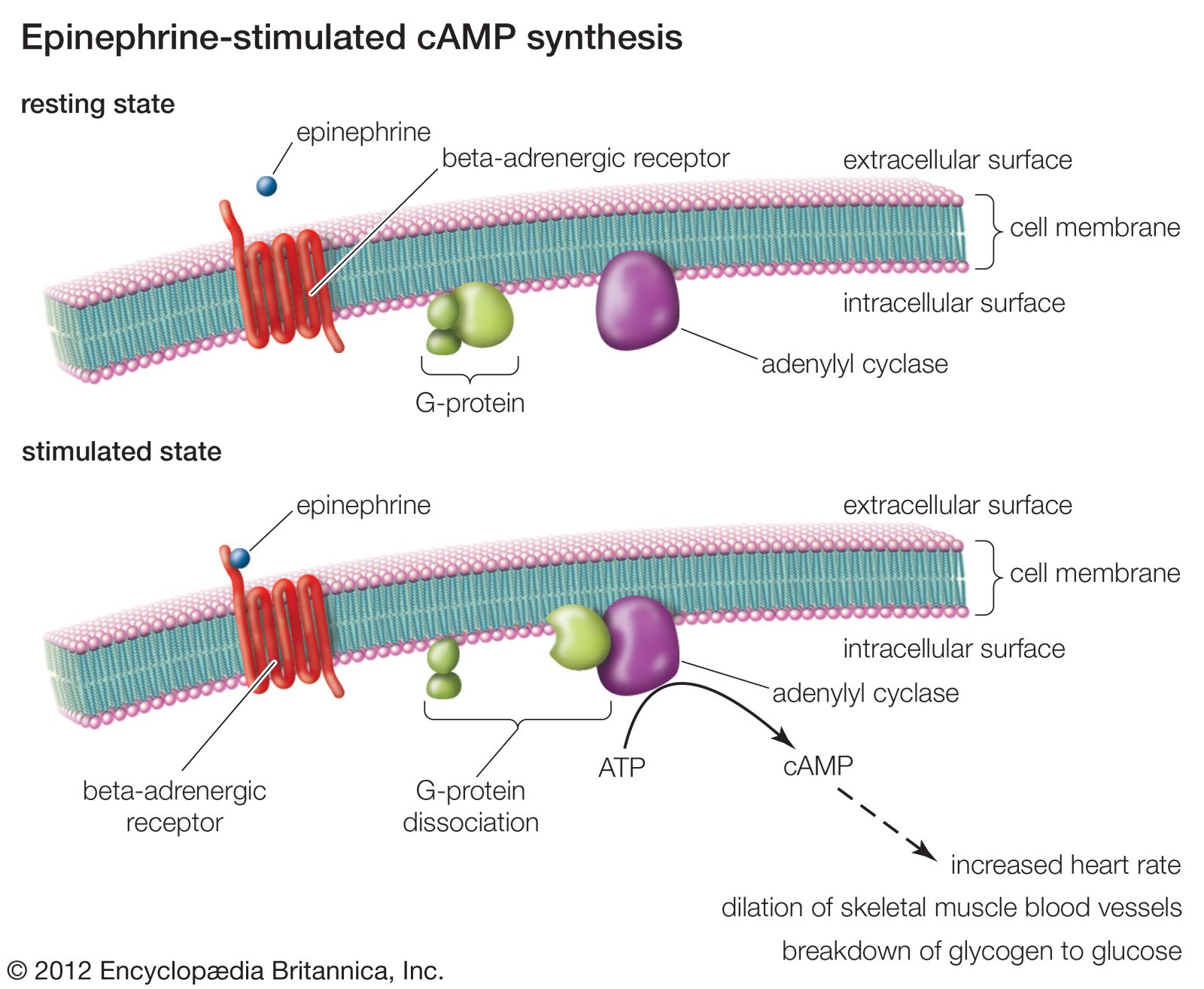 receptor proteins examples and their functions explained