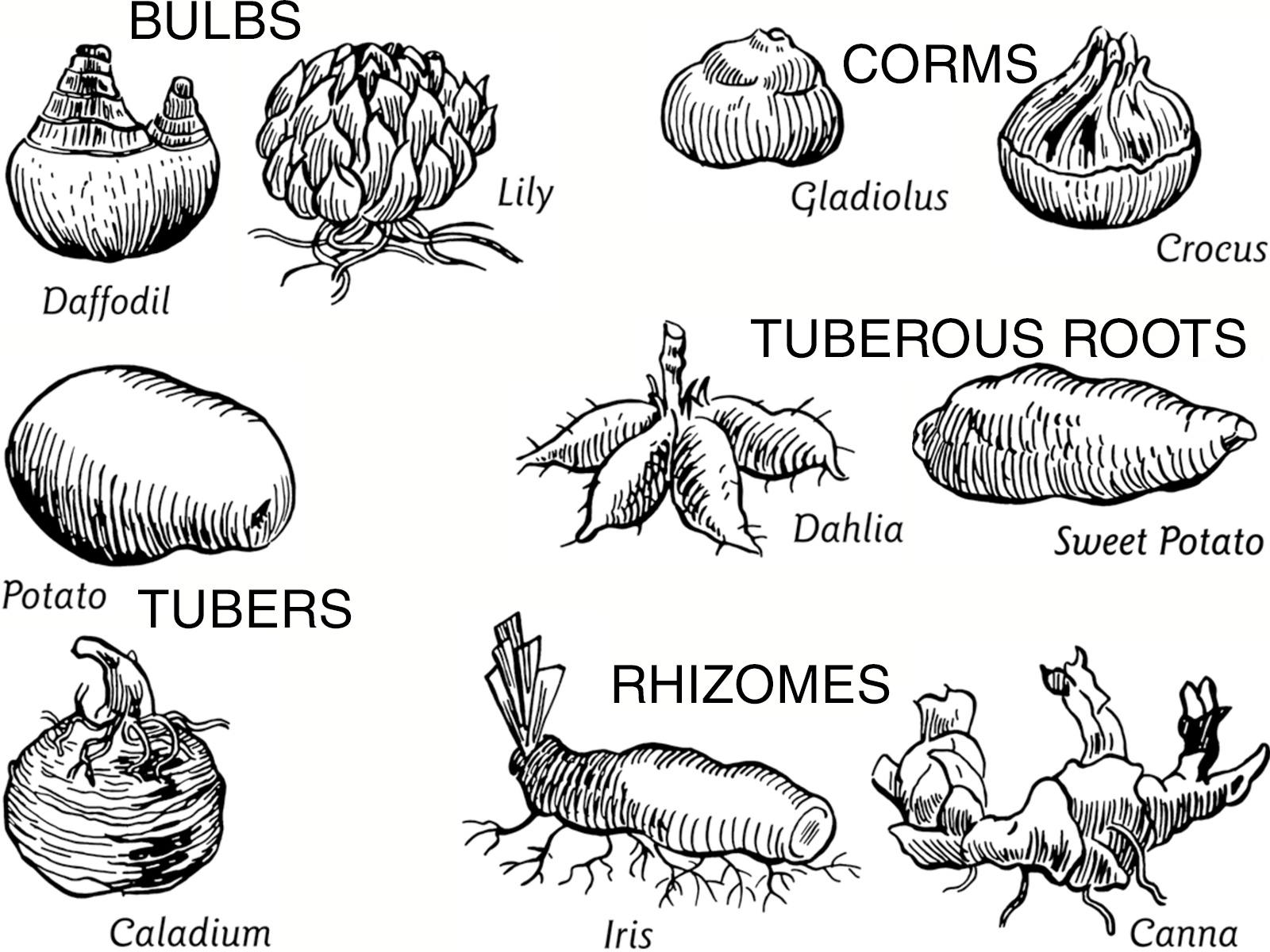 rhizome vs tuber key differences and plant examples