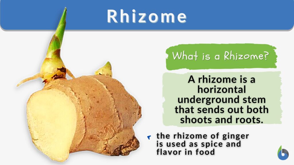 rhizomes in plants key examples explained