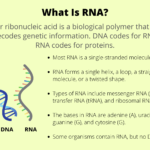RNA: Key Functions and Examples Explained rna key functions and examples explained