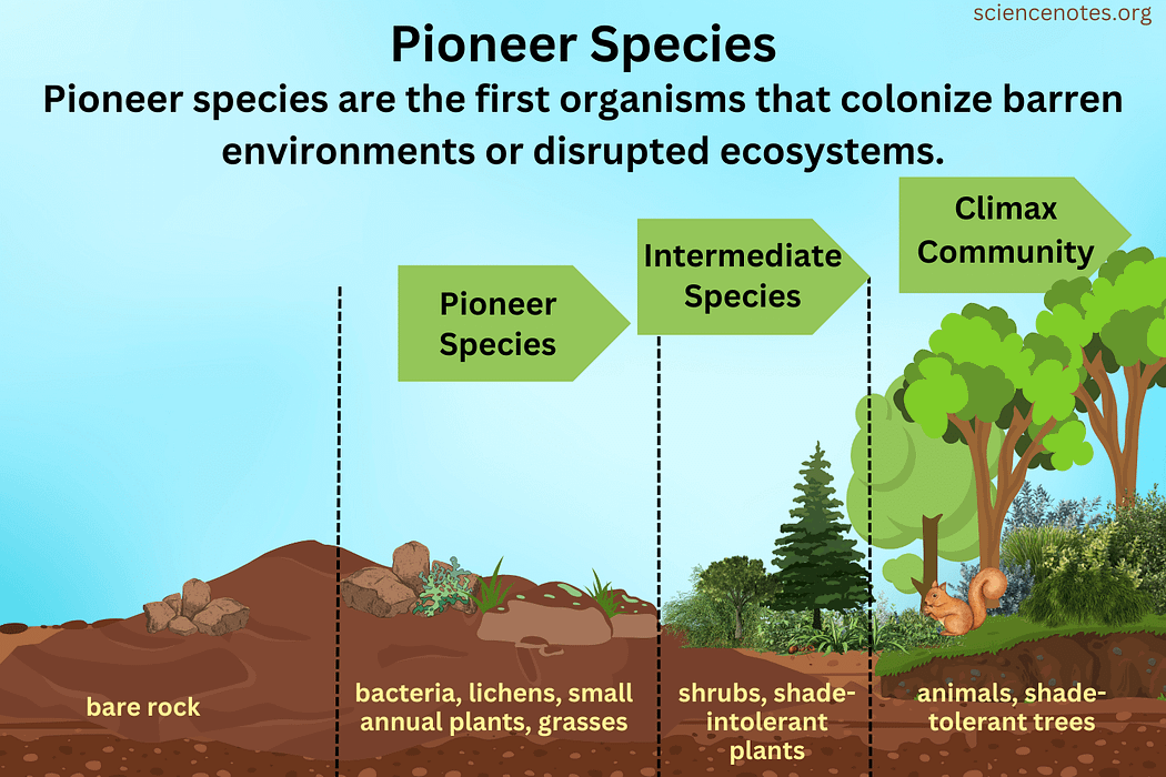 role of pioneer species in primary succession
