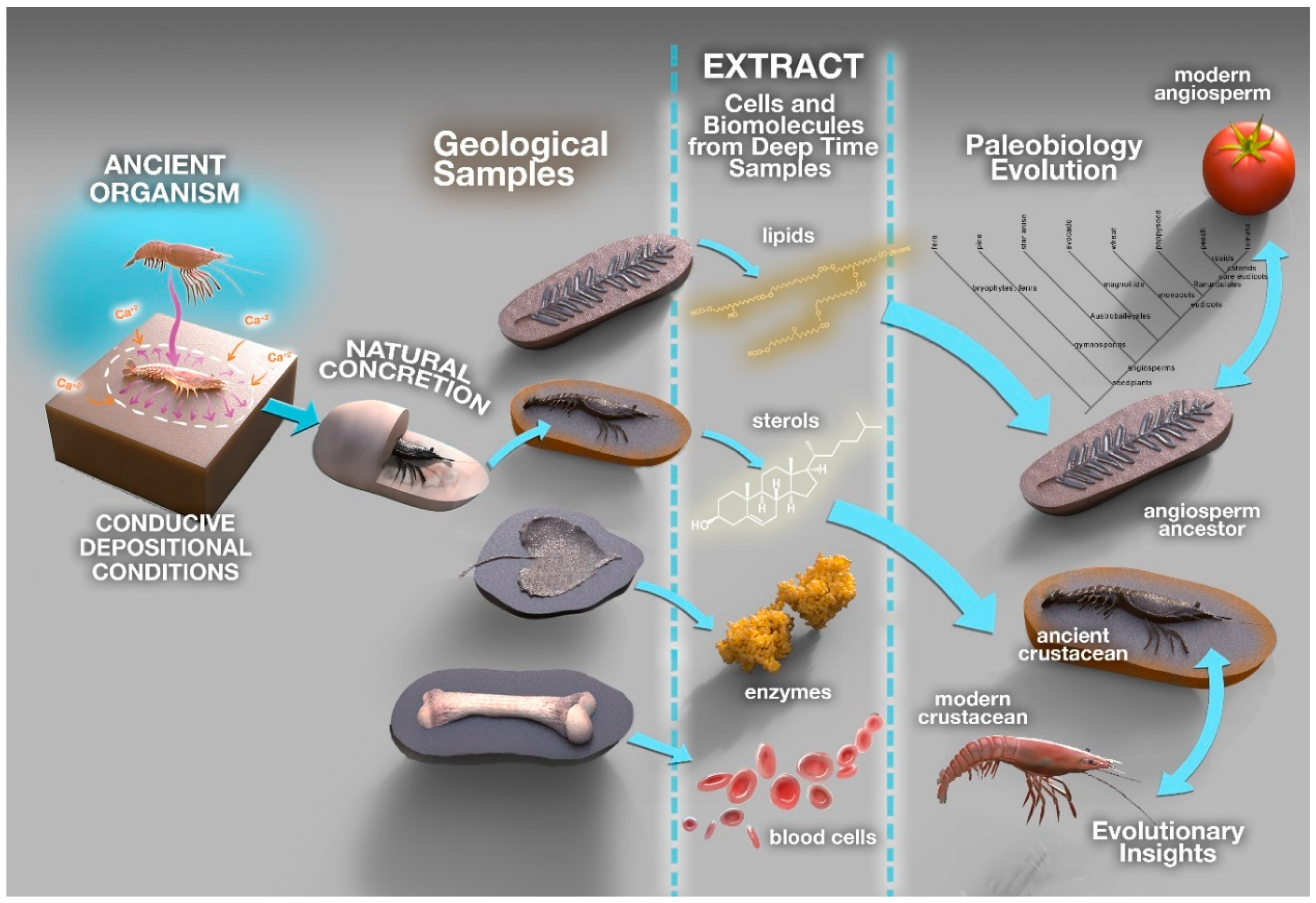 select examples of biomarkers in the fossil record explained