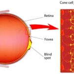 sense of sight examples in daily life