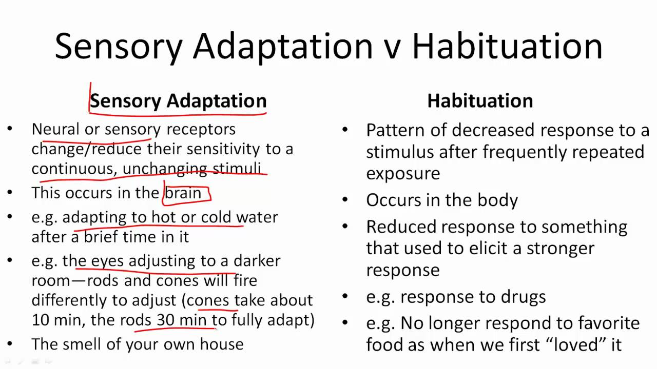 sensory adaptation ap psychology definition examples
