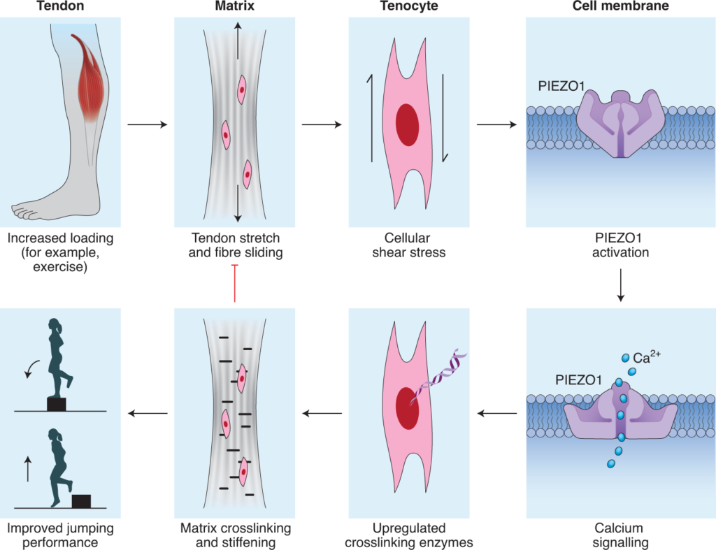 shear stress examples in engineering and nature