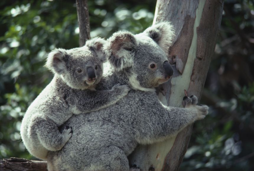 specialist species examples in unique ecosystems