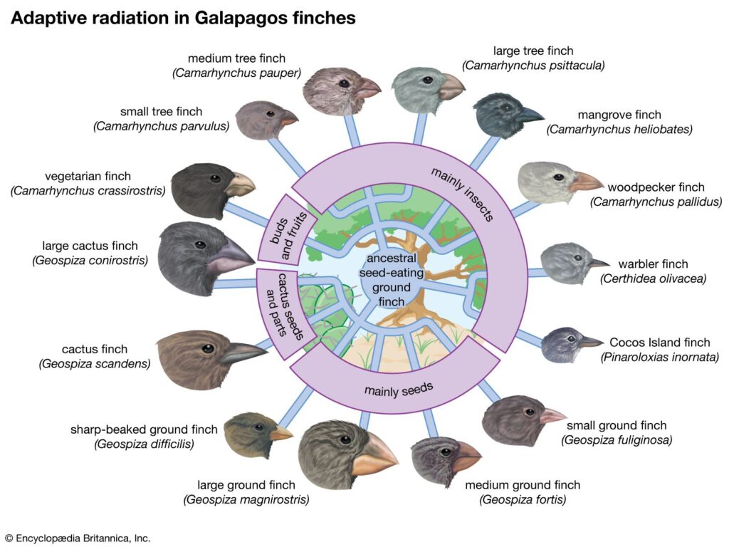 subspecies examples show natures unique adaptations