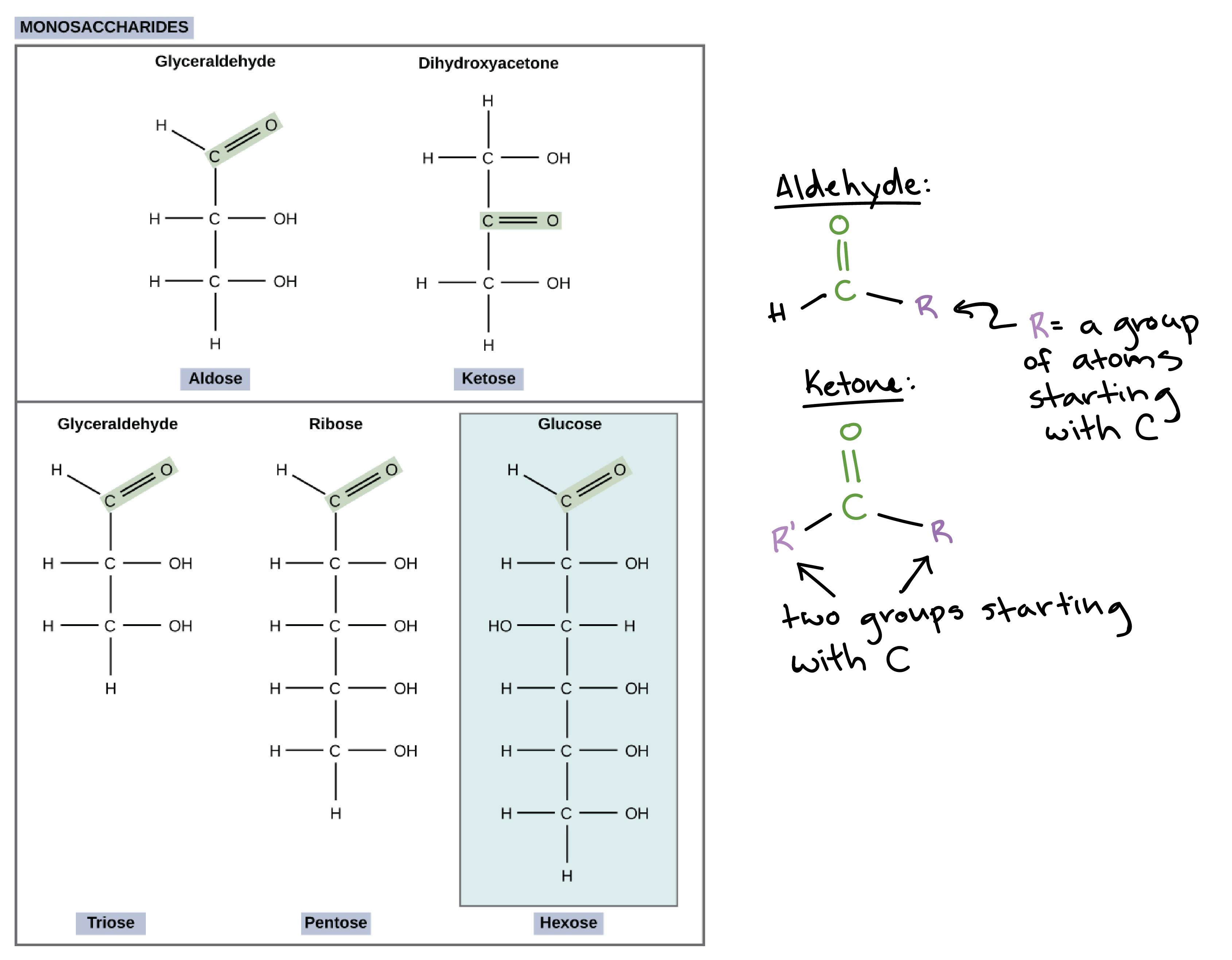 sugars glucose fructose and ribose explained
