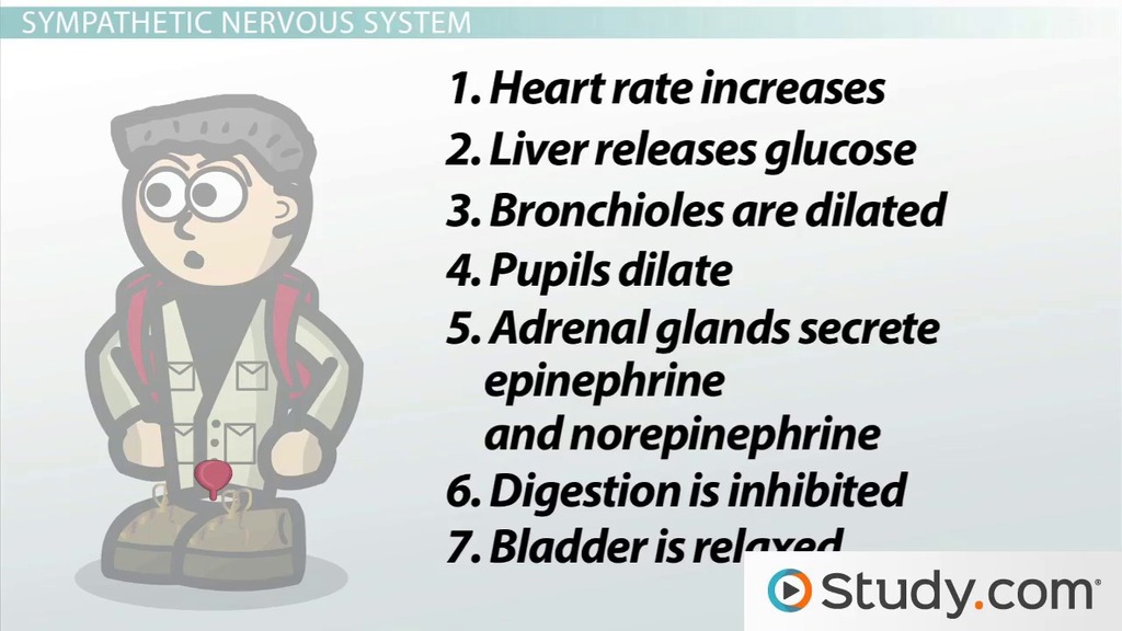 sympathetic nervous system key examples