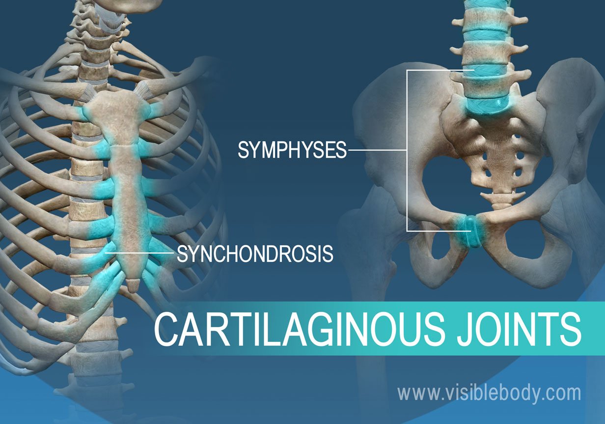 synchondroses and symphyses as joint examples
