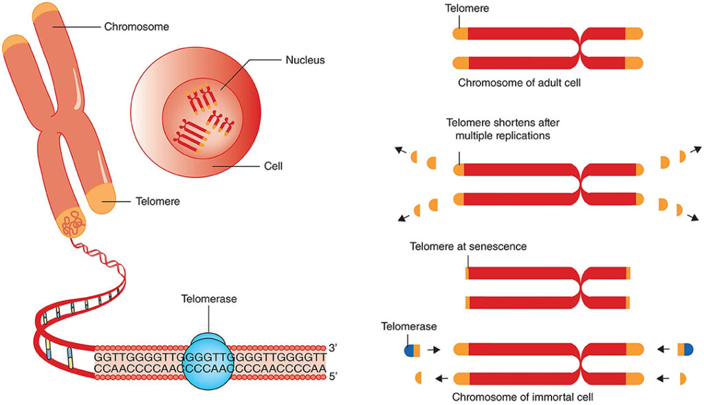 telomeres key examples and their impact