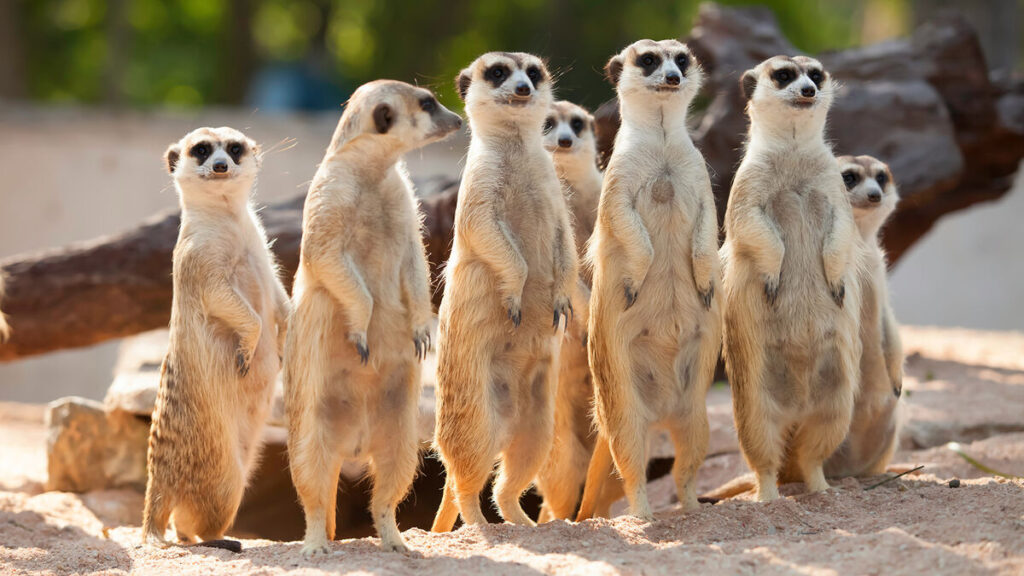 three adaptations organisms use to attract mates