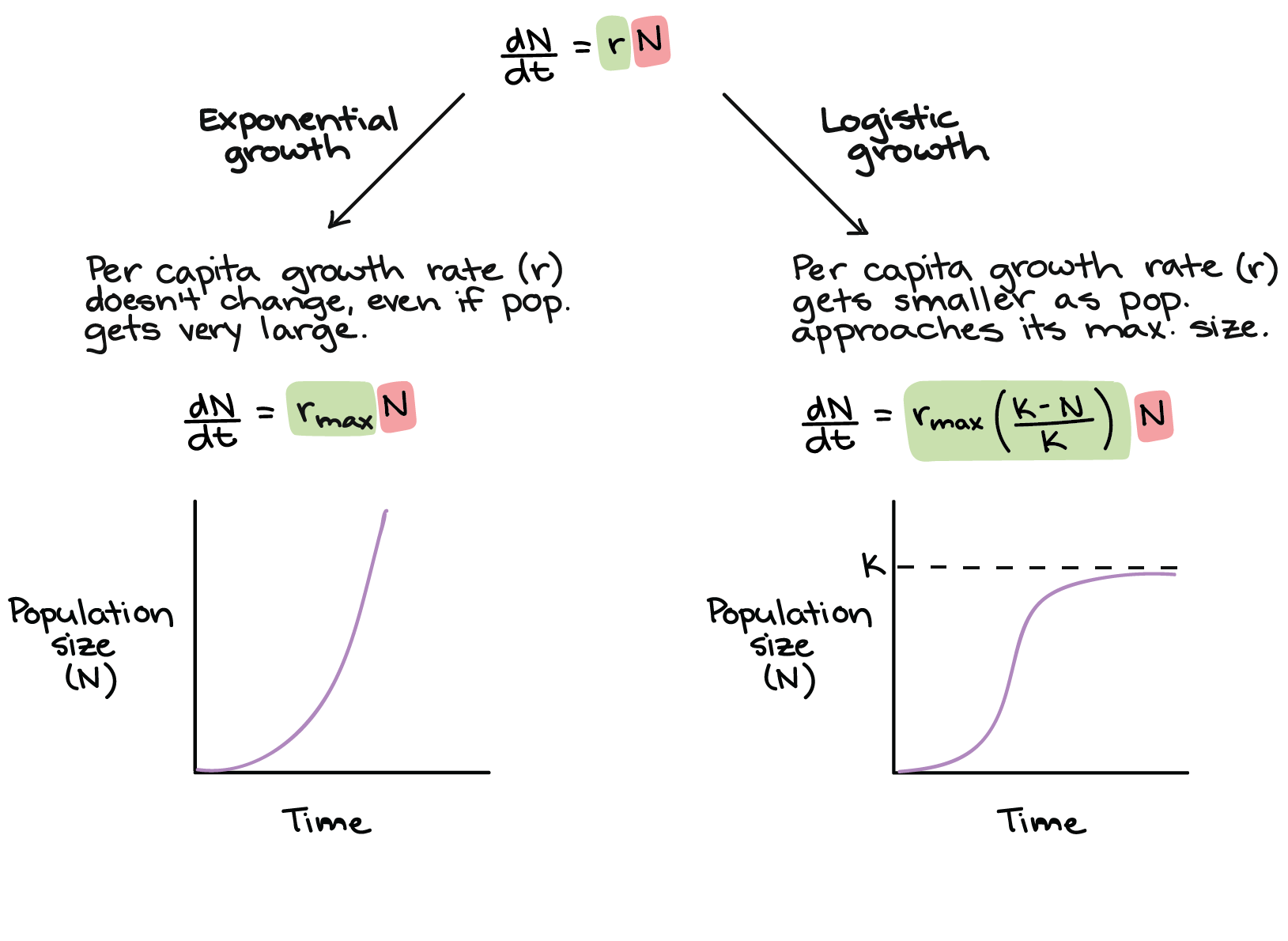 three key examples of growth factors to know