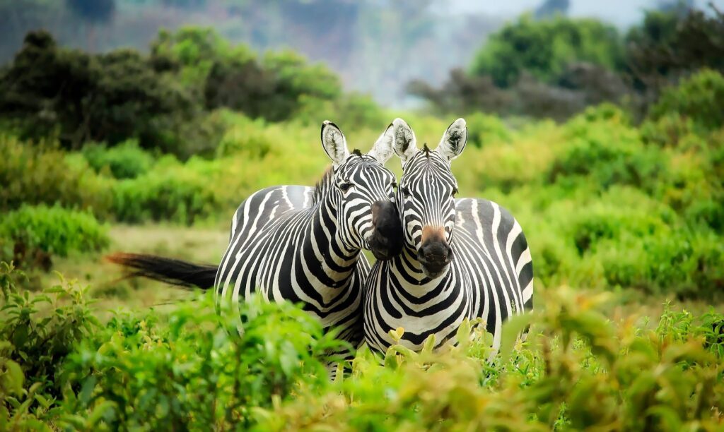 three key laws and treaties that protect biodiversity
