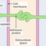 True Statements About Hemidesmosomes: Key Insights Explained true statements about hemidesmosomes key insights explained