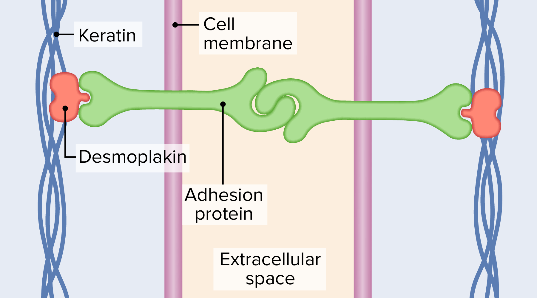 true statements about hemidesmosomes key insights explained